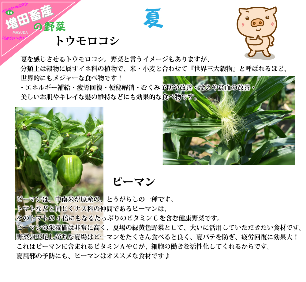 夏の野菜　とうもろこし・ピーマン